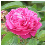 damaszkuszi rózsa