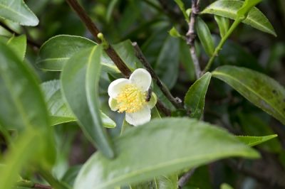 teafa virág